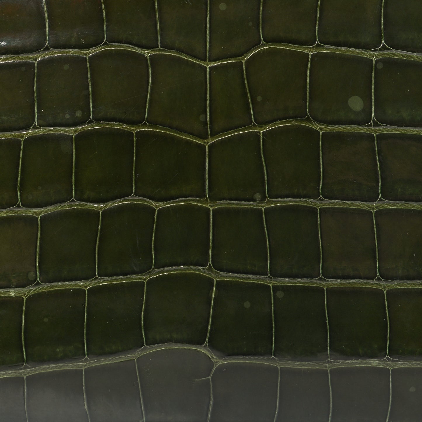 Alligator Zippy Wallet Green