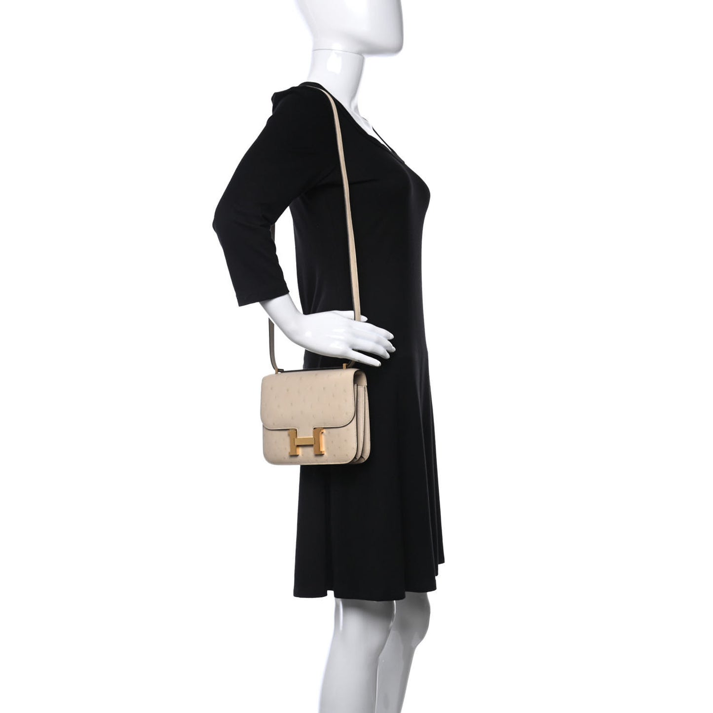 Ostrich Constance 18 Parchemin