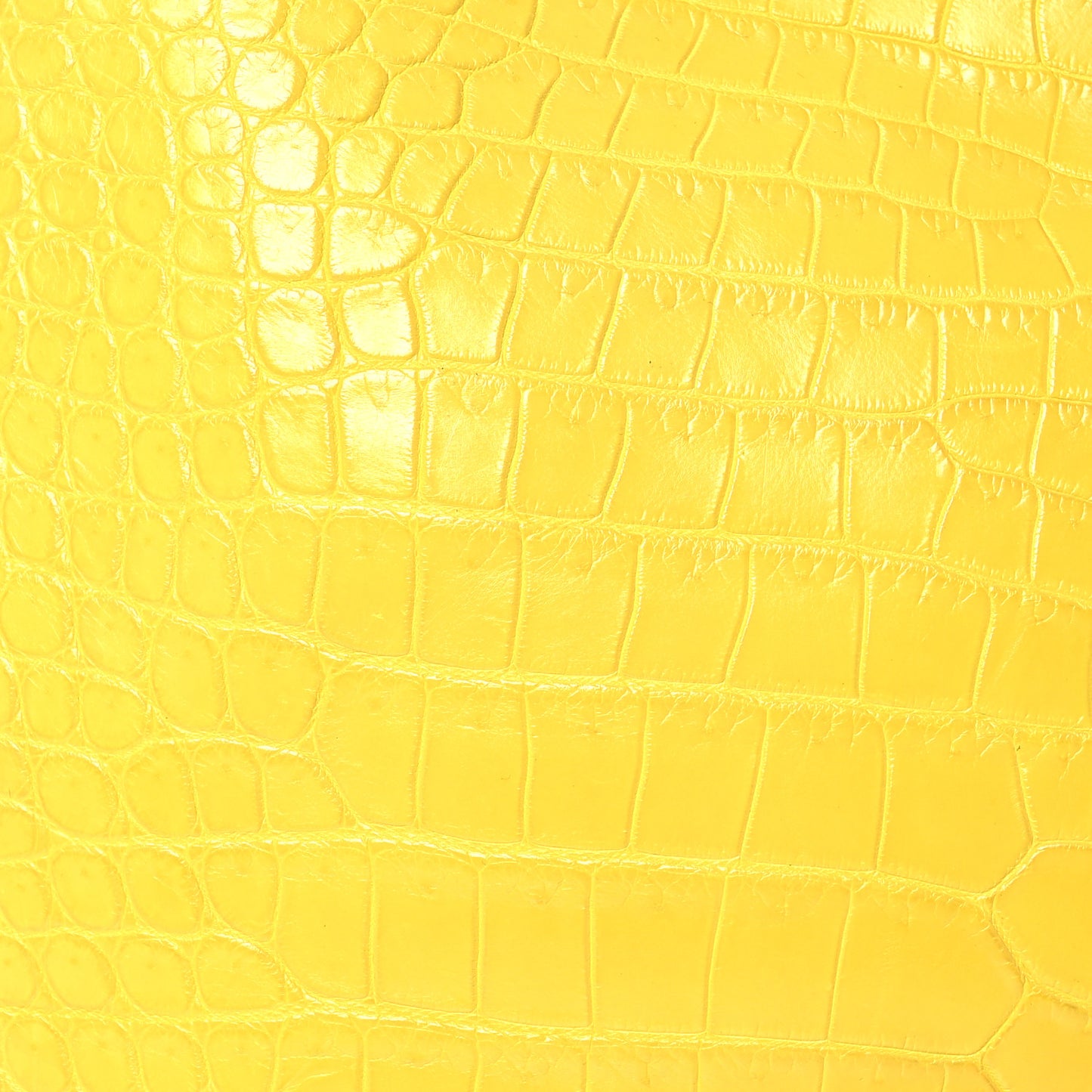 Crocodile Large Diorissimo Yellow