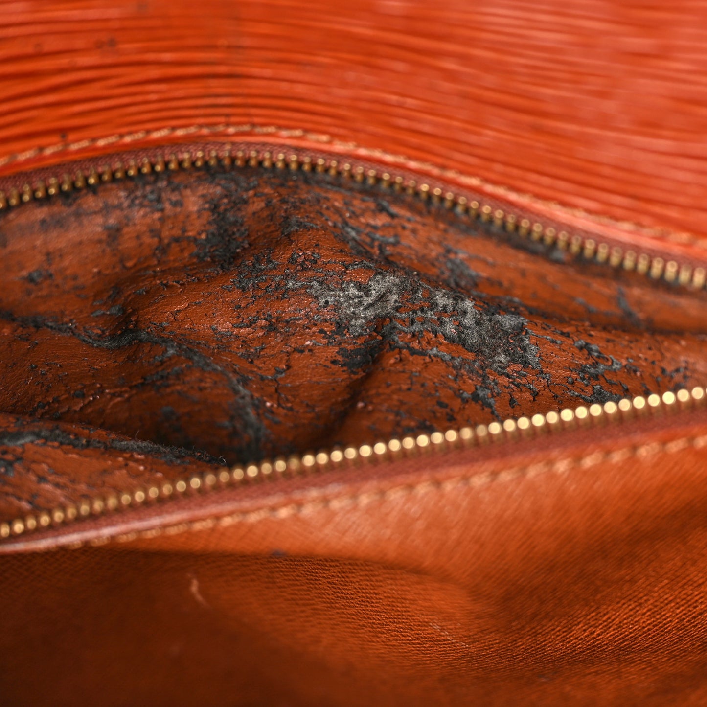 Epi Monceau BB Kenyan Fawn