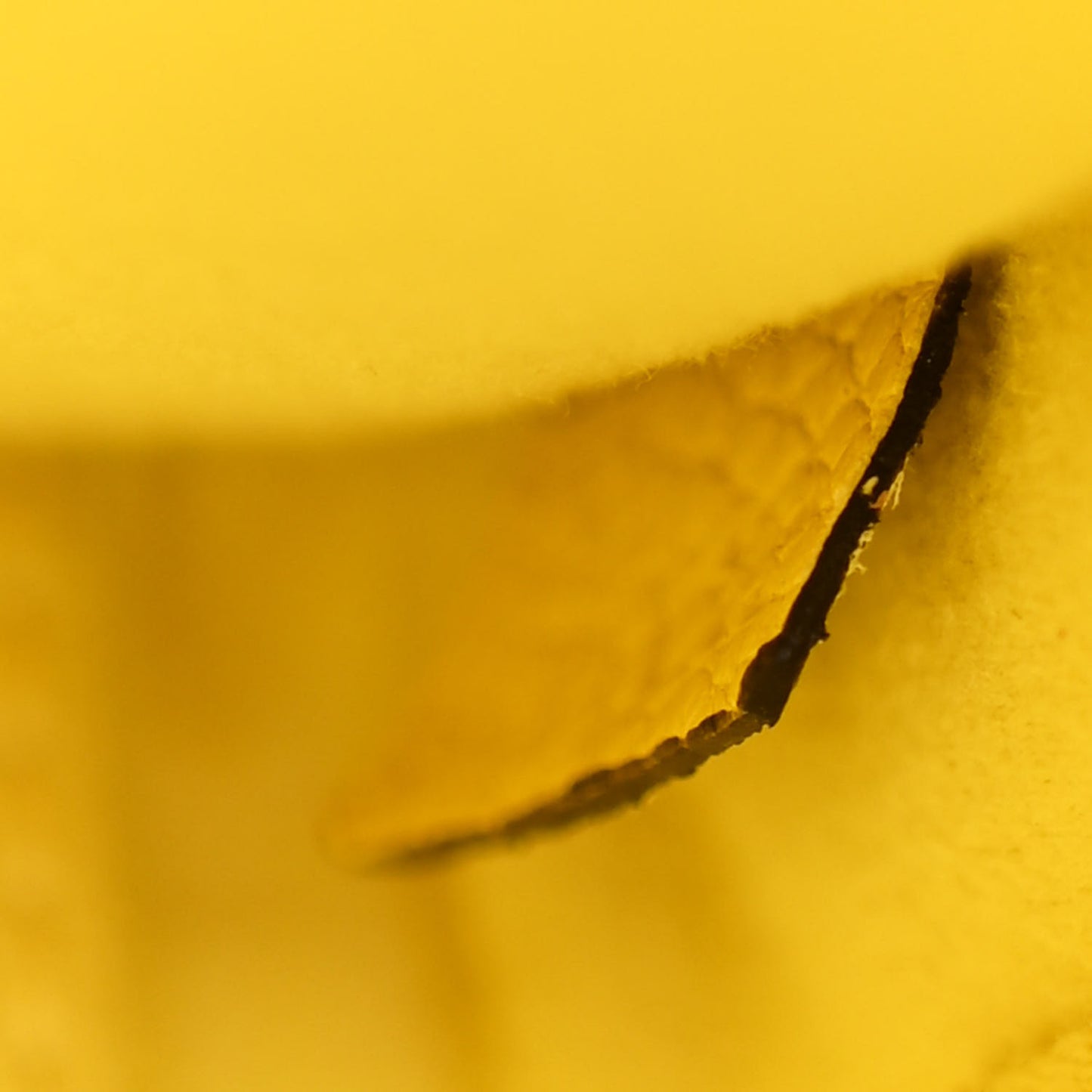 Drummed Calfskin Nano Luggage Acacia