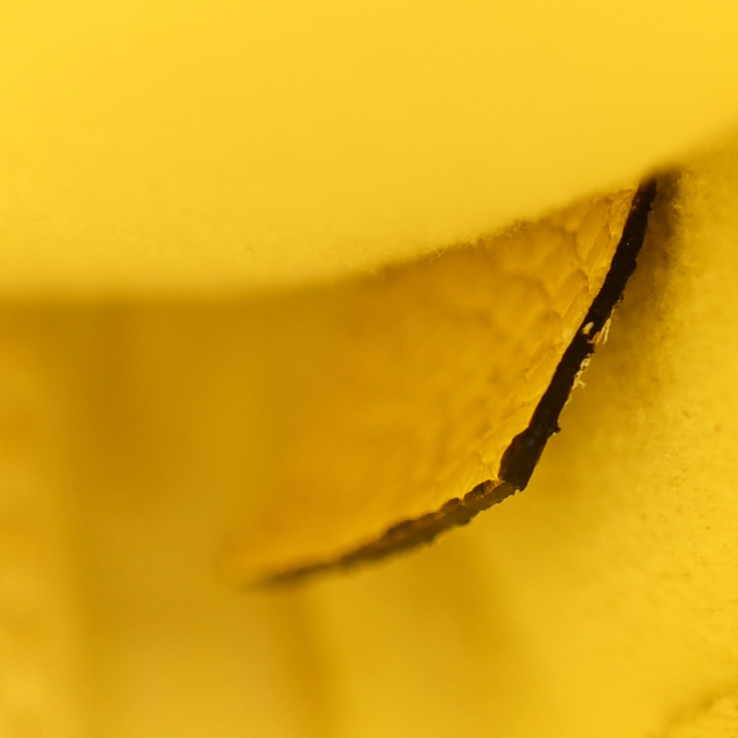 Celine Drummed Calfskin Nano Luggage Acacia 7 of 11