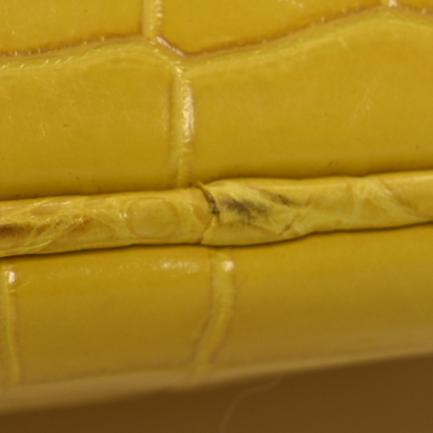 Crocodile Large Diorissimo Yellow