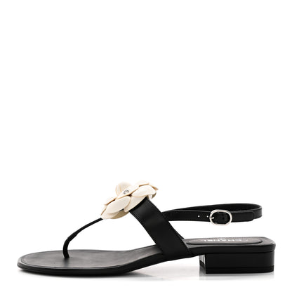 Chanel Lambskin Camellia Thong Sandals 39 Black White 1 of 11