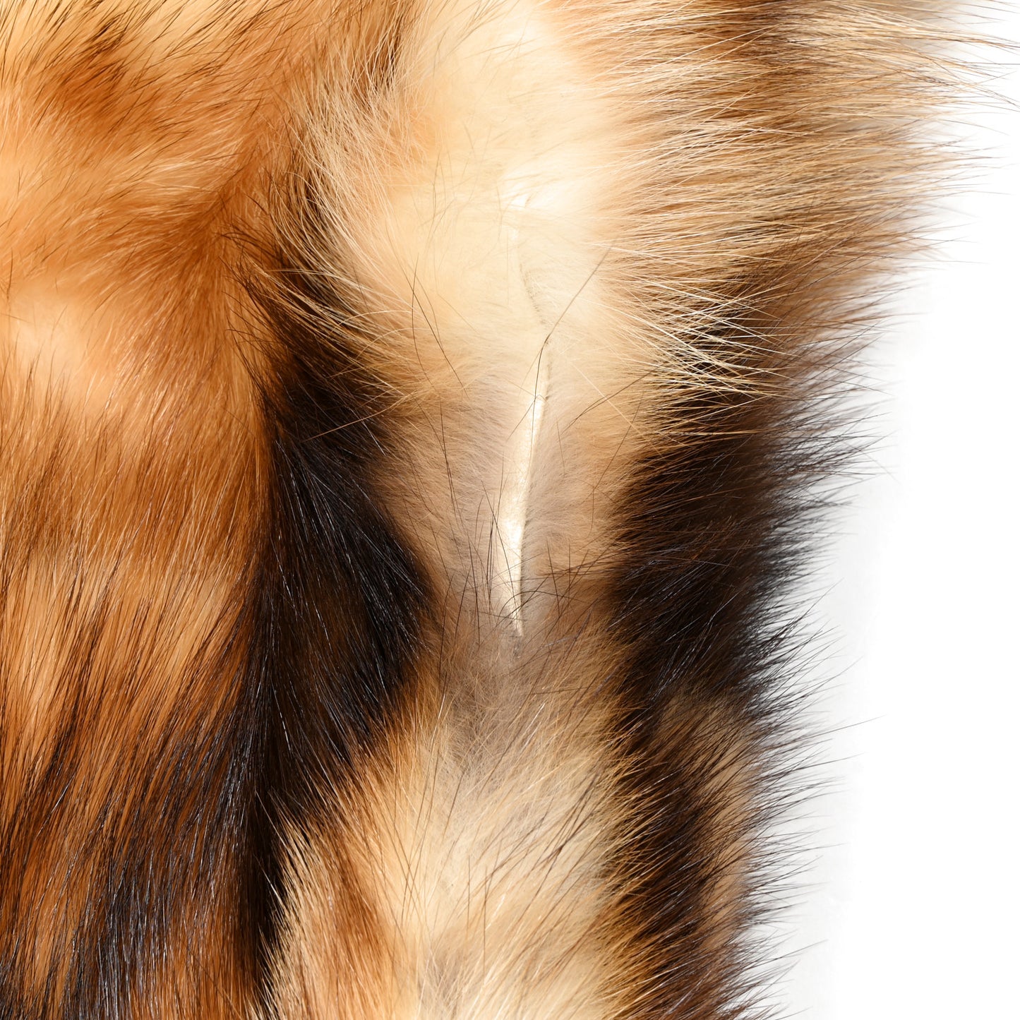 Mustela Eversmanii Fur Scarf Stole Wrap