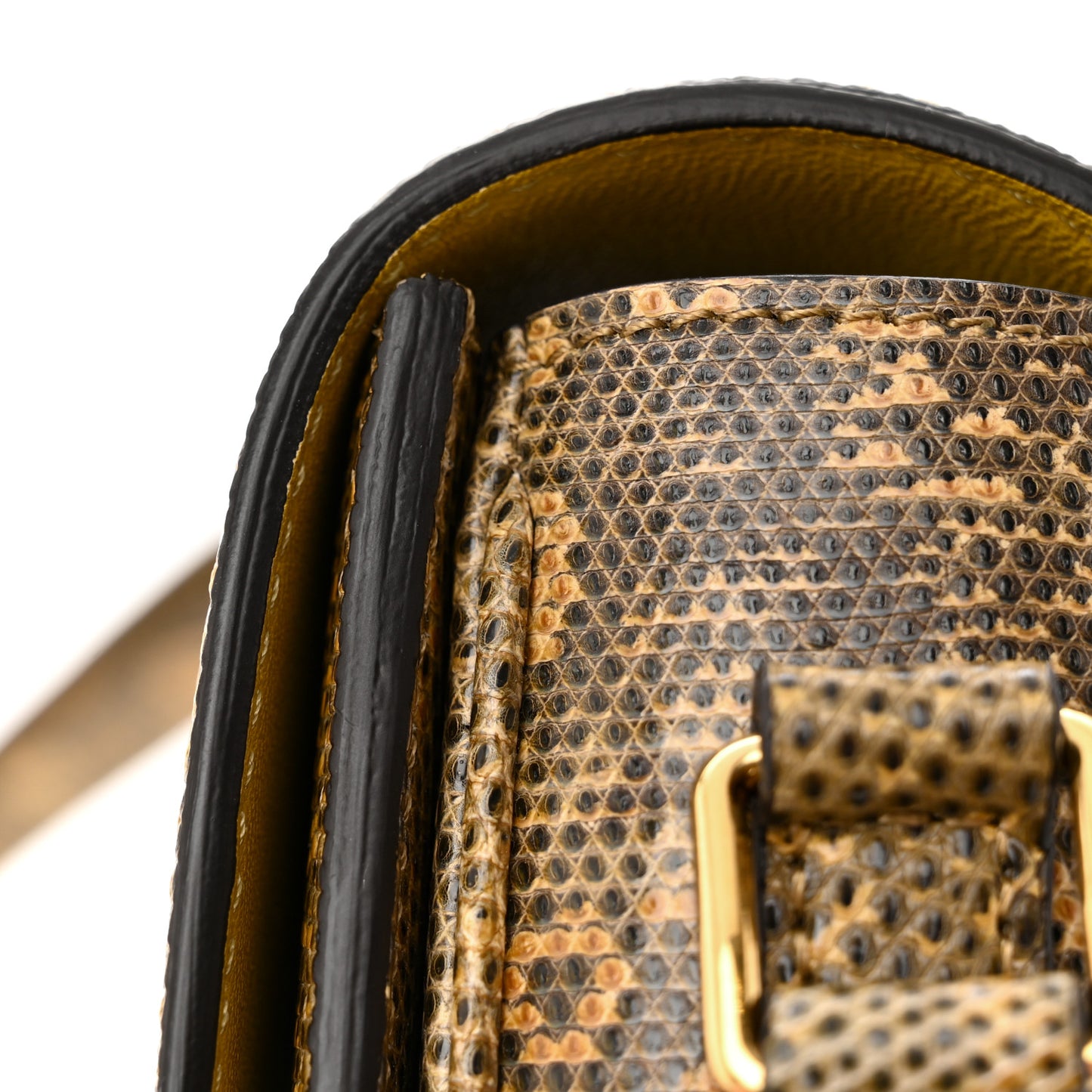 Lizard Teen Triomphe Ochre