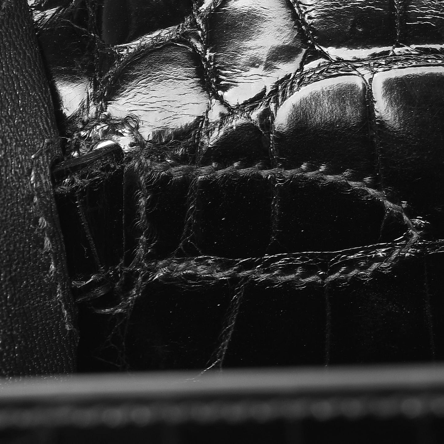 Shiny Niloticus Crocodile Kelly Sellier 32