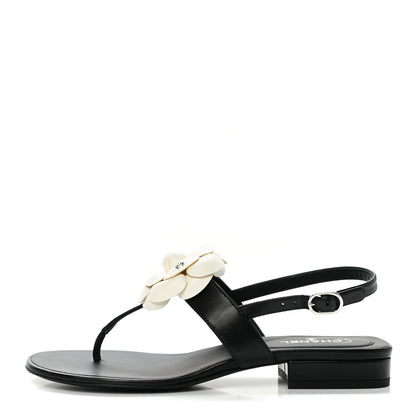 Chanel Lambskin Camellia Thong Sandals 36.5 Black White 1 of 9