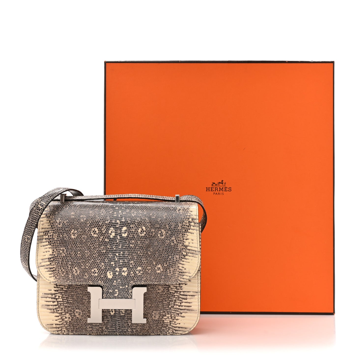 Lizard Constance 18 Ombre