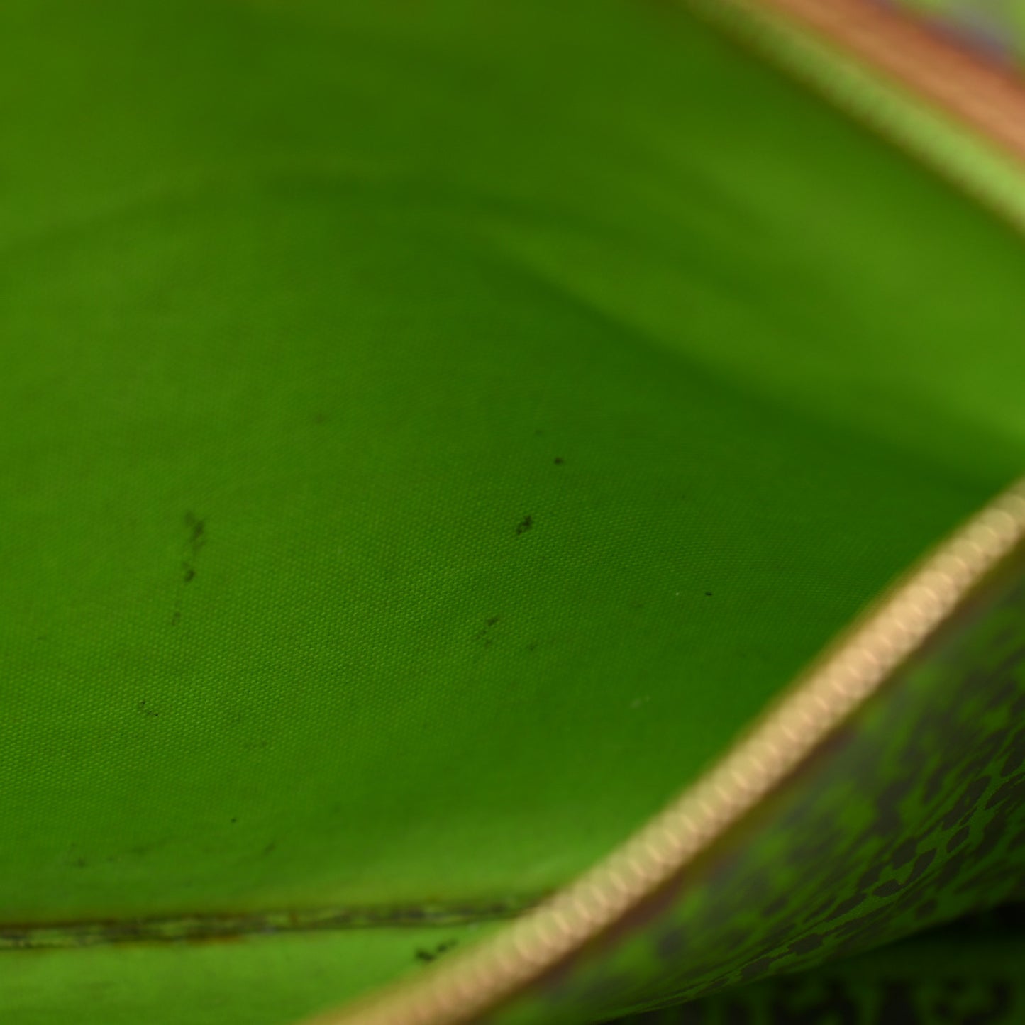 Monogram Graffiti Neverfull GM Green