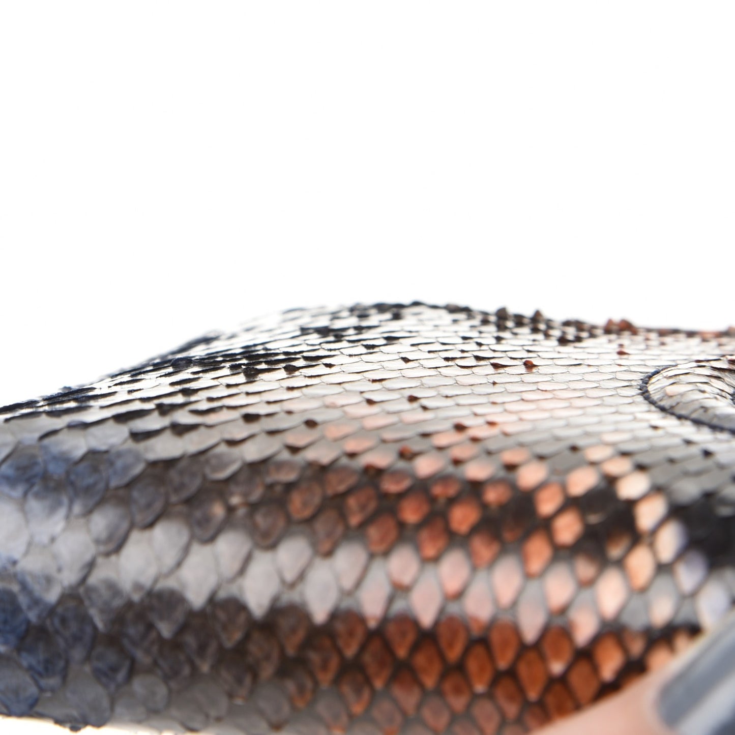Python Soho Zip Around Wallet Blue Sienna