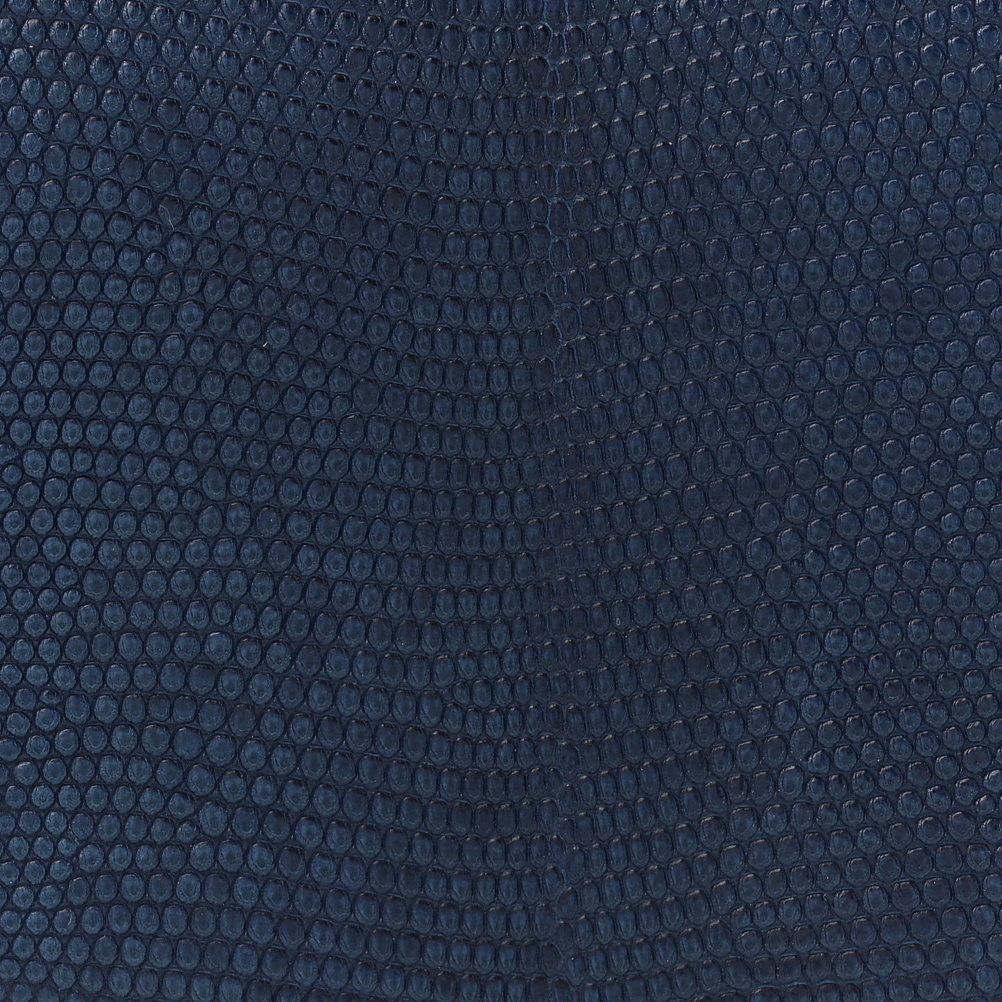 Niloticus Lizard Aizome Constance 18 Tomekon