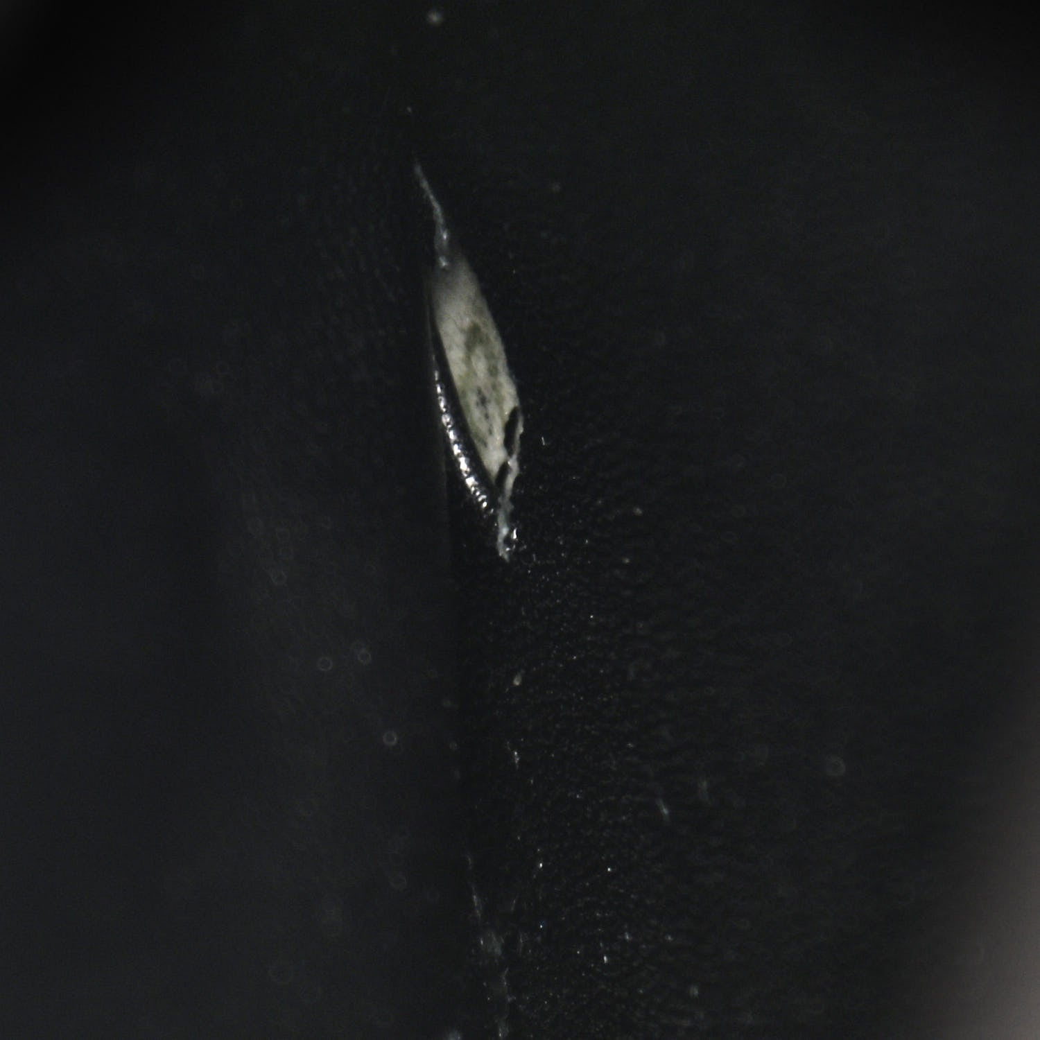 Celine Grained Calfskin Compact Trotteur Black 11 of 11