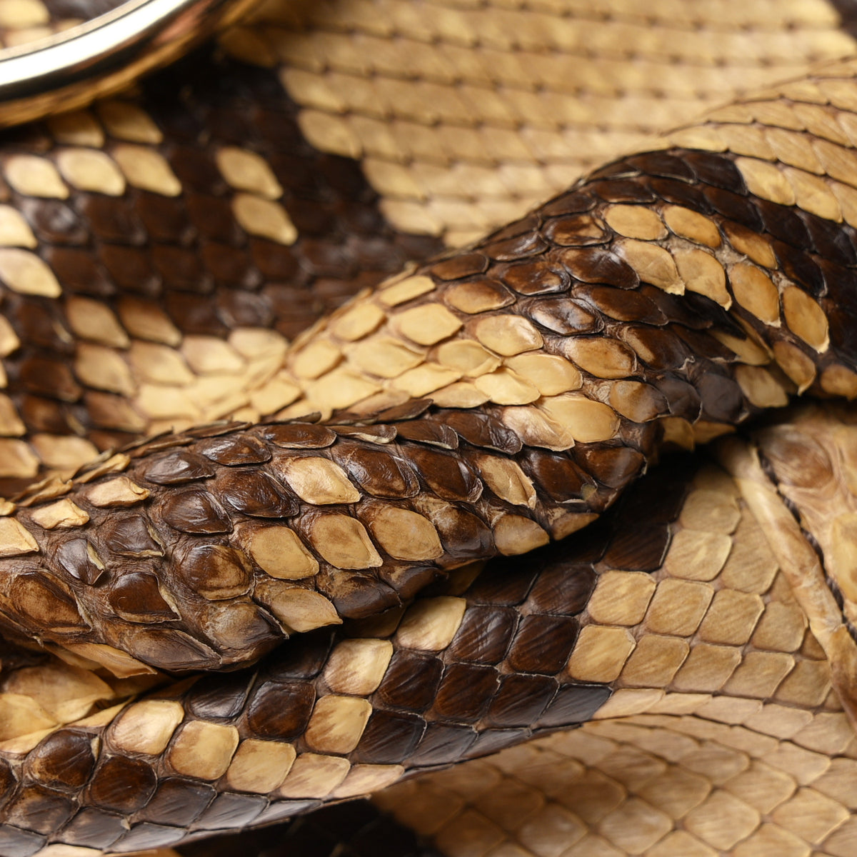 Saint Laurent Snakeskin Saharienne Shoulder Bag Brown 12 of 12