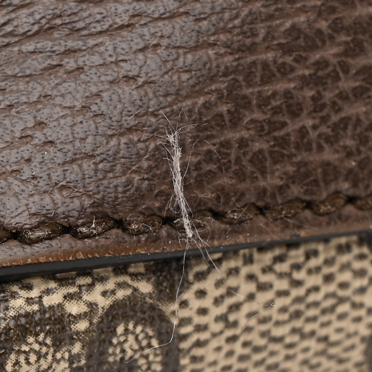 GG Supreme Monogram Textured Dollar Calfskin Web Small Ophidia Dome Shoulder Bag Beige Ebony New Acero