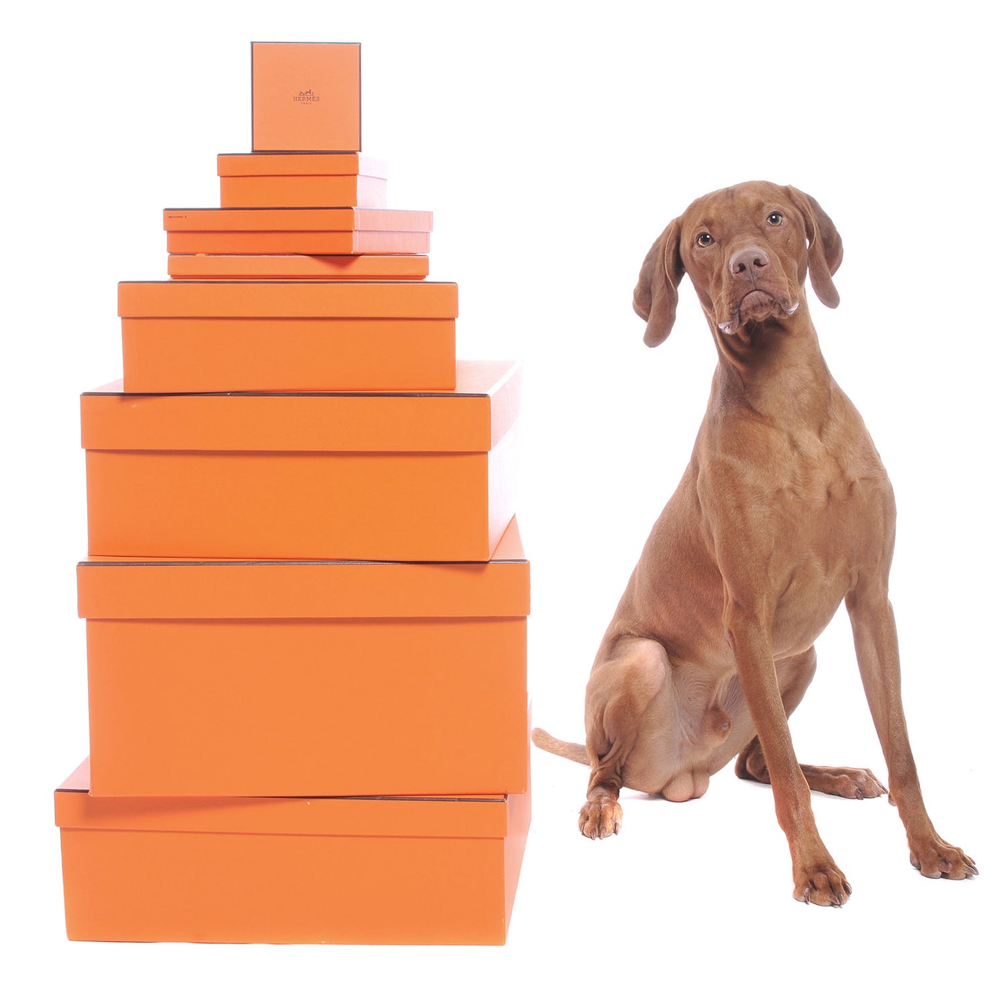 FASHIONPHILE Pet Picks Calendar