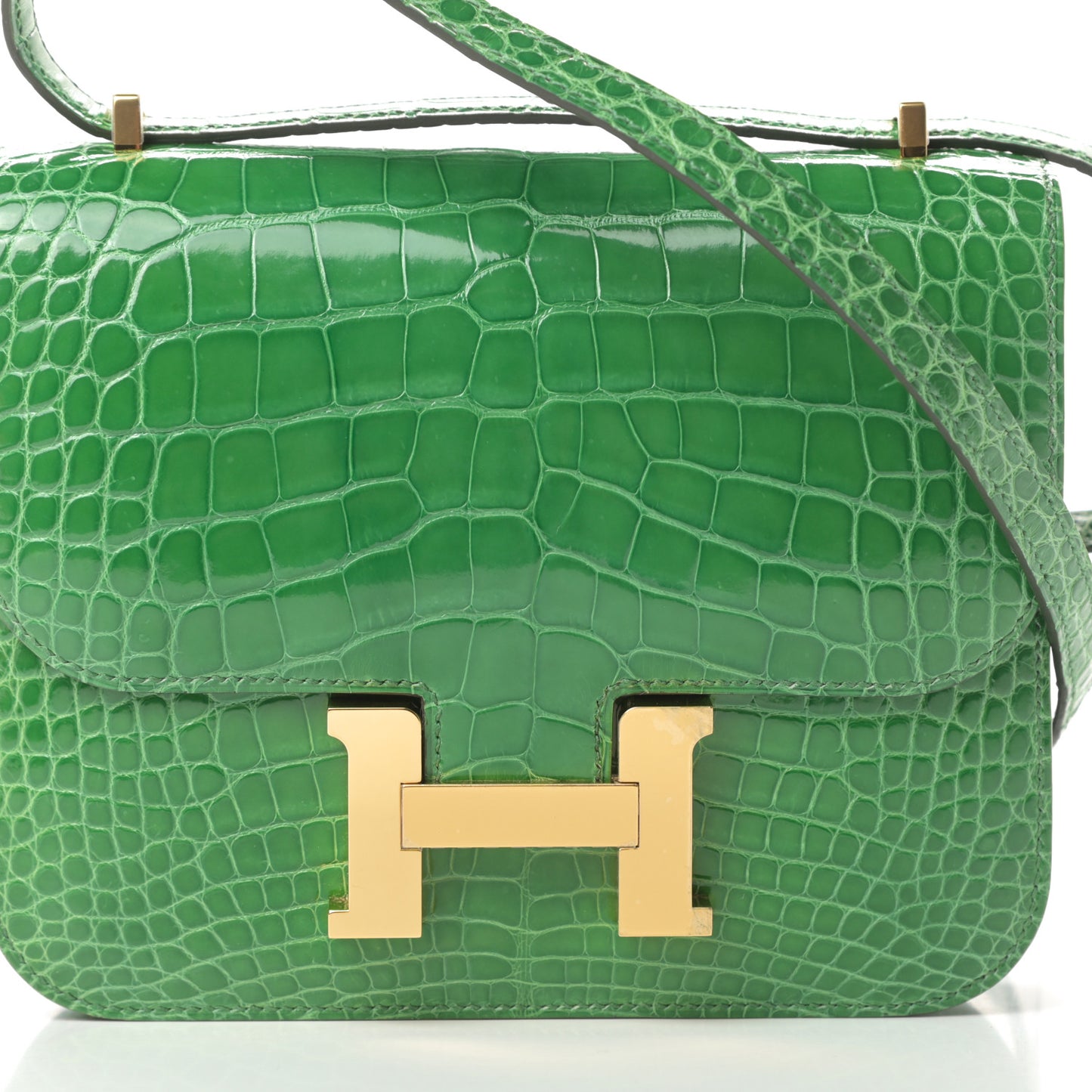 Shiny Alligator Constance 18 Cactus