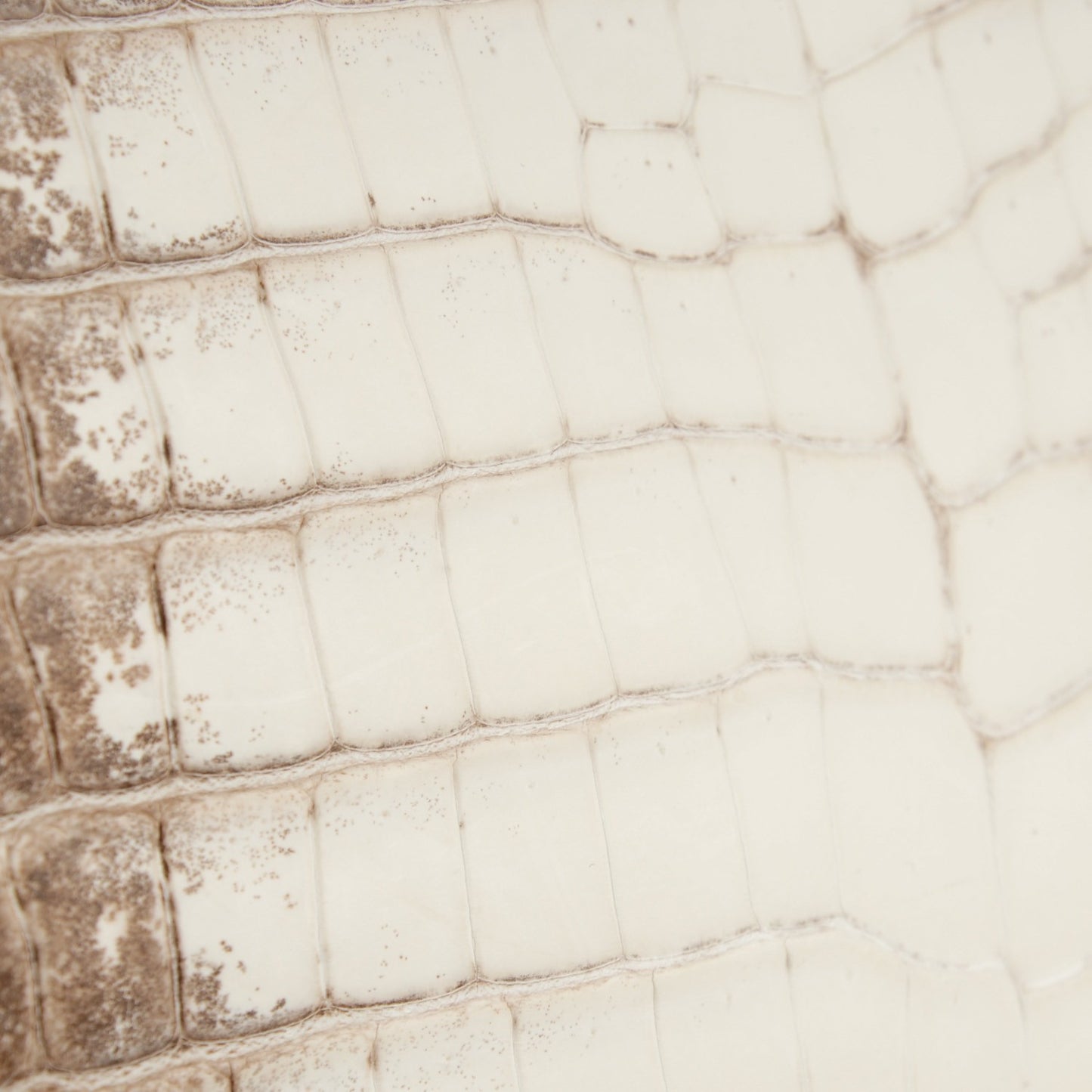 Matte Niloticus Crocodile Himalaya Kelly Retourne 25 White