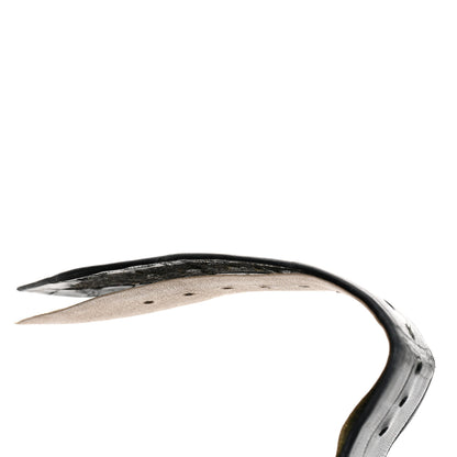 Franck Muller Stainless Steel Alligator 39mm Round Classic Quartz Watch 8041QZR 5 of 5