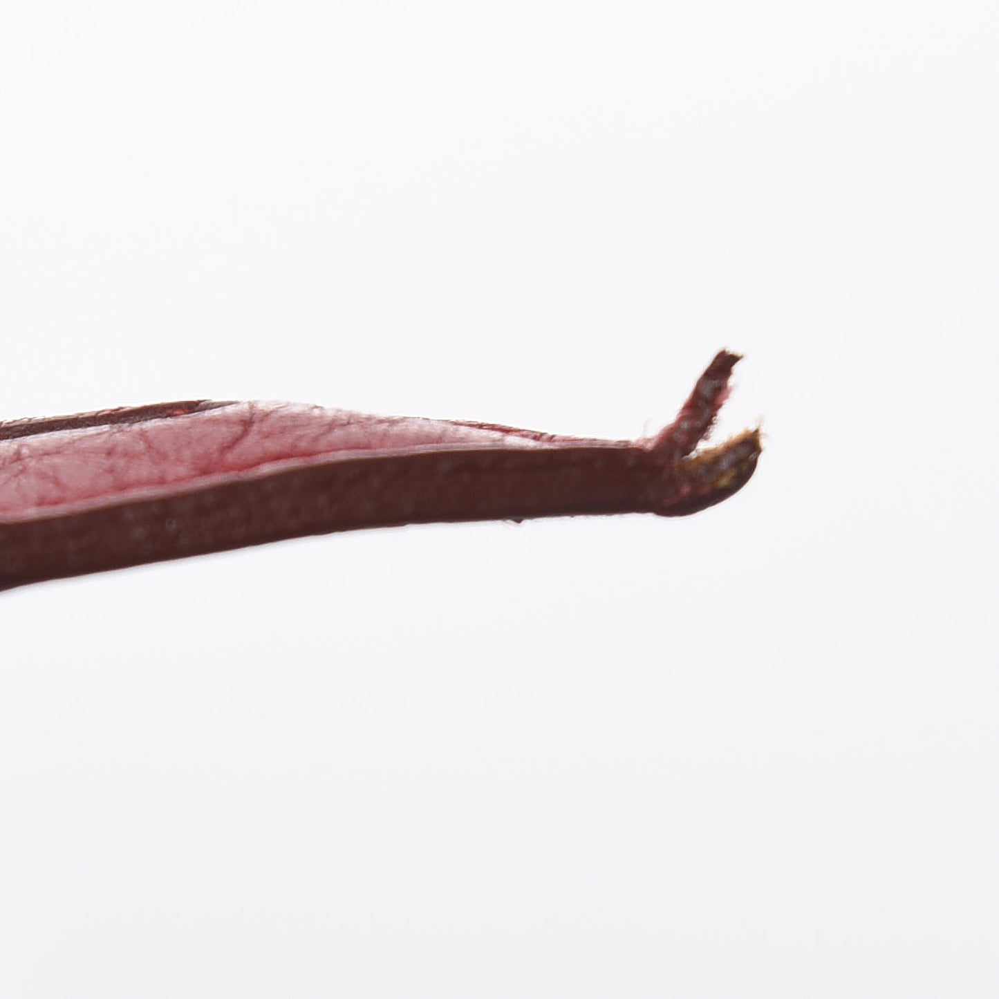 Taurillon Clemence Bolide 31 Rouge Garance