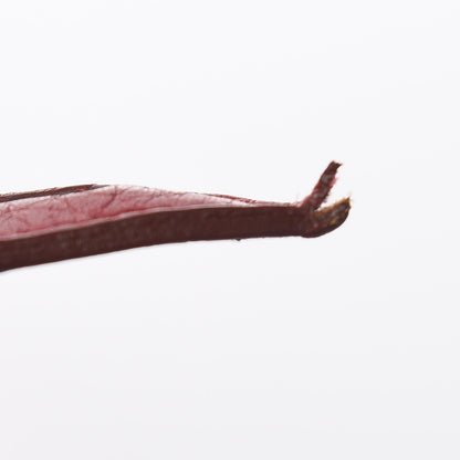 Hermes Taurillon Clemence Bolide 31 Rouge Garance 12 of 23