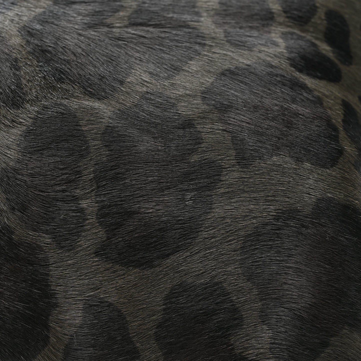 Cavallino Leopard Print Pushlock Envelope Clutch Mimetico