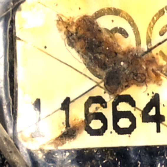 Chanel Coated Canvas Quilted Large Paris Biarritz Tote Black 7 of 19